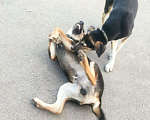 Собаки в Красноармейске: Подросший щенок, помесь гончей  Мальчик, Бесплатно - фото 3