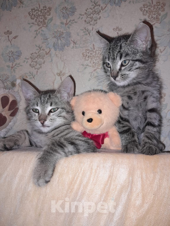 Кошки в других городах Ленинградской области: Бэм и Симба ищут дом Мальчик, Бесплатно - фото 4