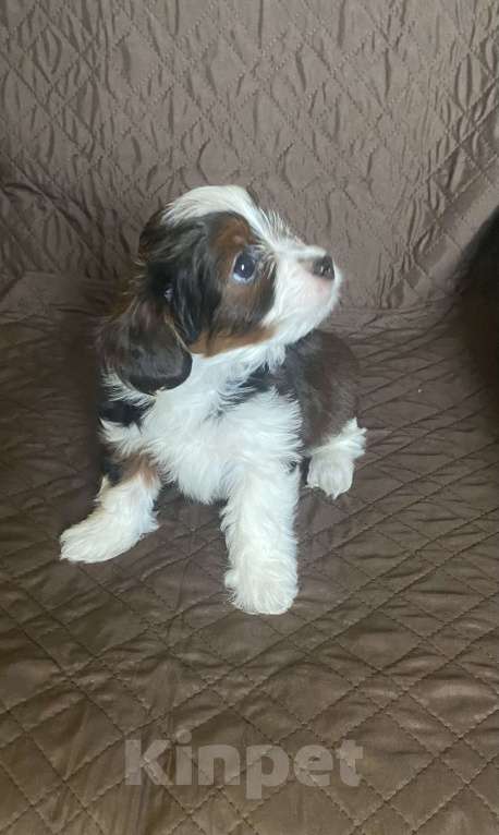 Собаки в Москве: Мальчик бело муругий стандарт породы «Петербургская орхидея»  Мальчик, Бесплатно - фото 3