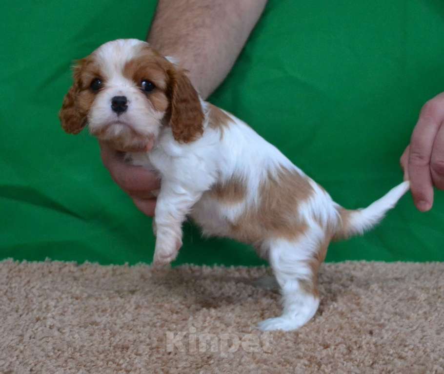 Собаки в Ореховом-Зуево: Леди Девочка, 100 000 руб. - фото 4