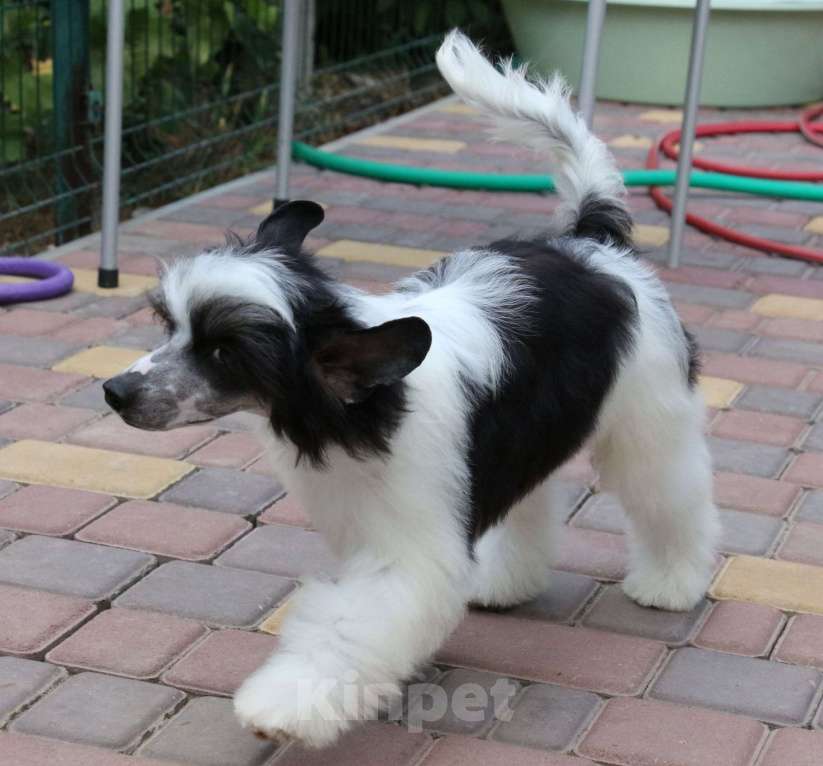 Собаки в Феодосии: Пуховый мальчик китайской хохлатой собачки Мальчик, Бесплатно - фото 7