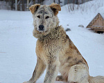 Собаки в Сургуте: Ищу дом, Бесплатно - фото 3