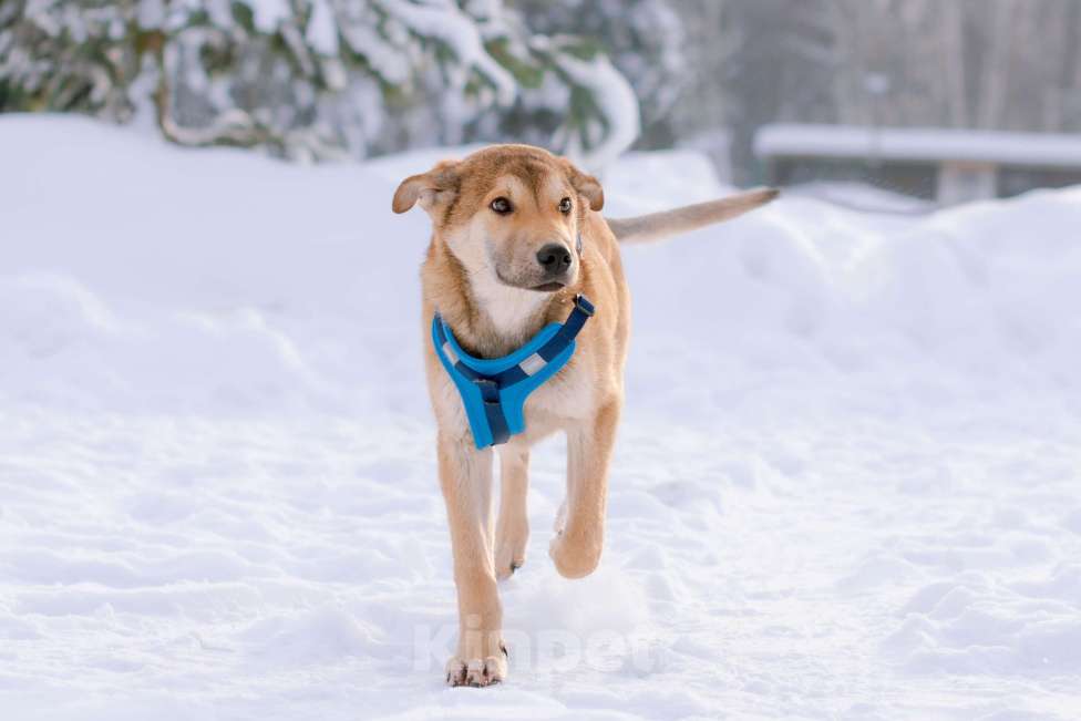 Собаки в Москве: Рыжий спокойный щенок Кавказ в добрые руки Мальчик, Бесплатно - фото 6