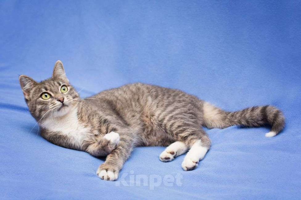 Кошки в Москве: Ласковая серебристая кошечка ищет добрые руки! Девочка, Бесплатно - фото 3