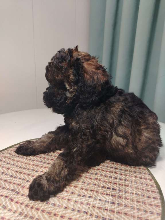 Собаки в Котельнике: Пудель с документами РКФ Разнополые, Бесплатно - фото 7