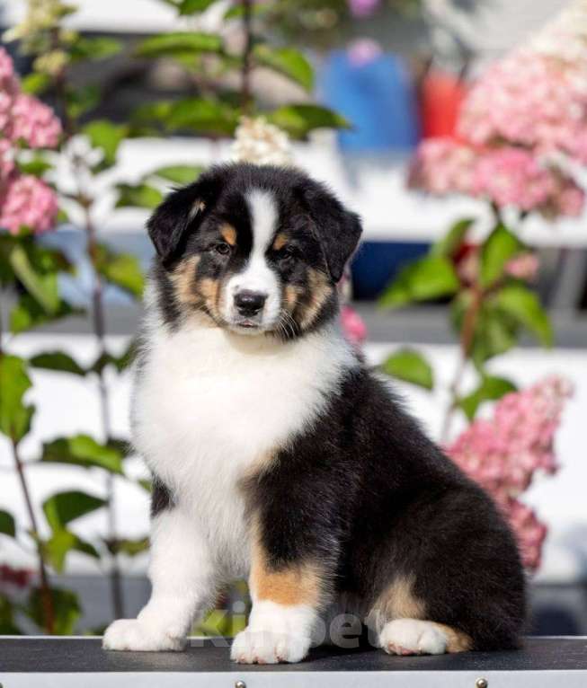 Собаки в Санкт-Петербурге: Австралийская овчарка  Девочка, 80 000 руб. - фото 4
