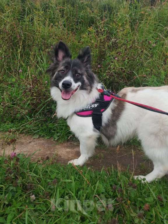 Собаки в Санкт-Петербурге: Маленькая хорошенькая собачка Девочка, Бесплатно - фото 5