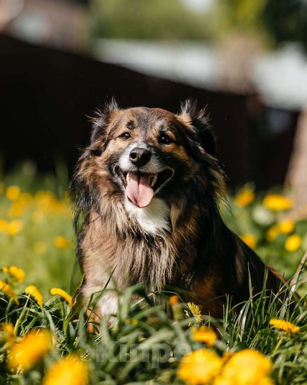 Собаки в Москве: Маленькая собака для квартиры. Эрик ищет дом Мальчик, Бесплатно - фото 5
