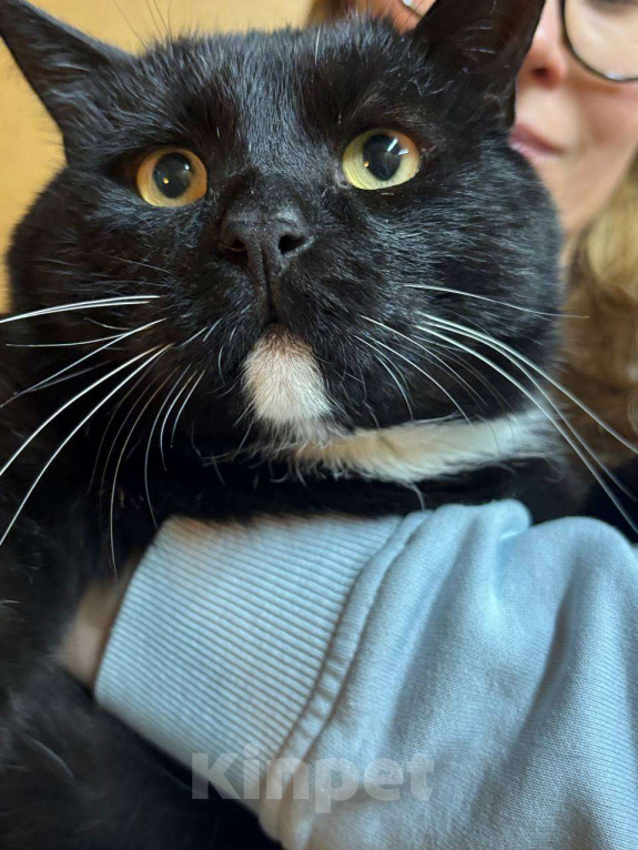 Кошки в Санкт-Петербурге: Очаровательный Дик Мальчик, Бесплатно - фото 2