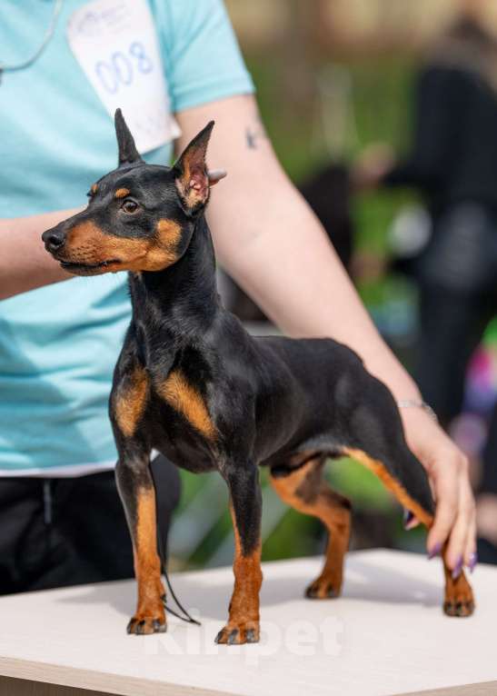 Собаки в Краснодаре: Щенок цвергпинчер Мальчик, 65 000 руб. - фото 1