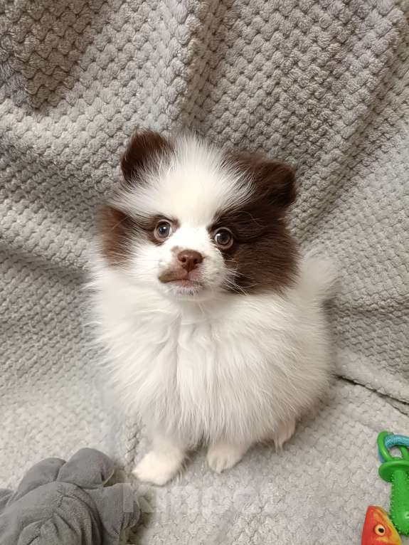 Собаки в Санкт-Петербурге: Шпиц  Мальчик, Бесплатно - фото 8