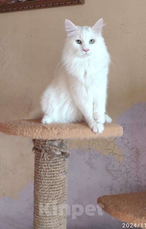 Кошки в Новосибирске: ♂️ Quinnie Мальчик, 50 000 руб. - фото 6