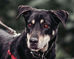 Собаки в Москве: Собака настоящий джентельмен из приюта в добрые руки Мальчик, Бесплатно - фото 5