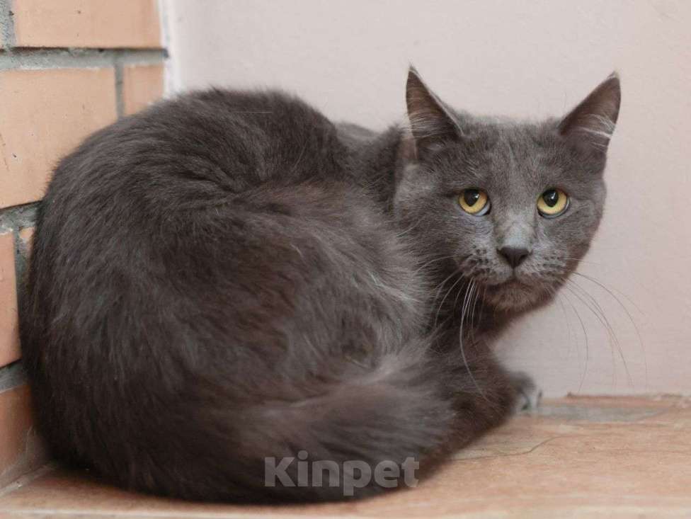 Кошки в Москве: Большой котик Дым ищет дом! Мальчик, Бесплатно - фото 3