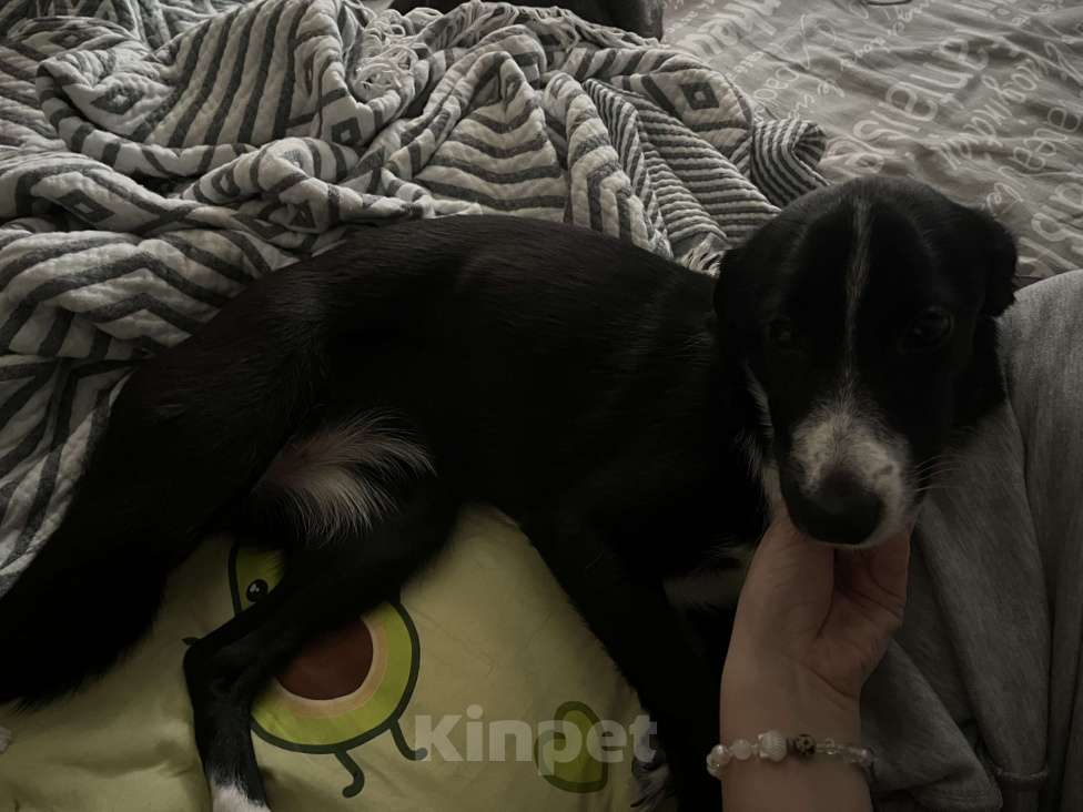 Собаки в Санкт-Петербурге: Ищу Юки новый дом Девочка, Бесплатно - фото 2