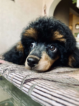 Щенок пуделя Фантом девочка