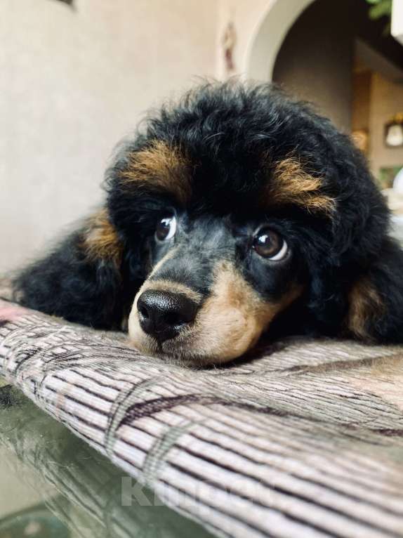 Собаки в Москве: Щенок пуделя Фантом девочка Девочка, Бесплатно - фото 1