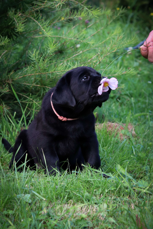 Собаки в Санкт-Петербурге: Щенки лабрадора  Мальчик, 90 000 руб. - фото 5