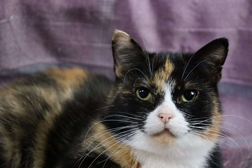 Моночка ищет семью