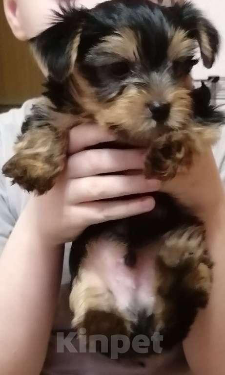 Собаки в Нововоронеже: Медвежонок  Мальчик, 25 000 руб. - фото 1