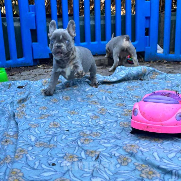 Собаки в Ставрополе: Голубоглазые  щенки французского бульдога (серые) Мальчик, Бесплатно - фото 7