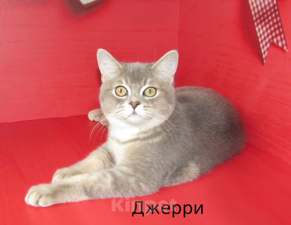 Кошки в Санкт-Петербурге: шотландский котик по цене кастрации Мальчик, 10 000 руб. - фото 1