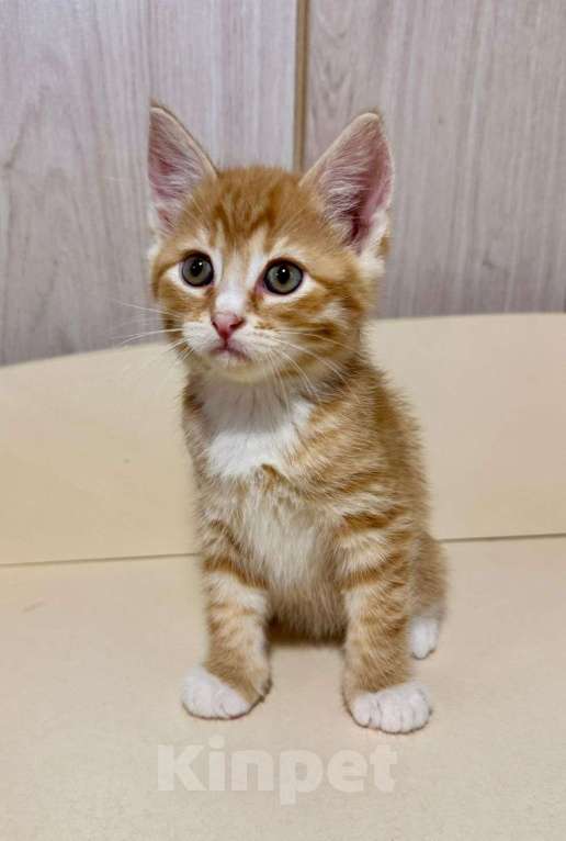 Кошки в Москве: Котёнок Краш в добрые руки  Мальчик, Бесплатно - фото 4