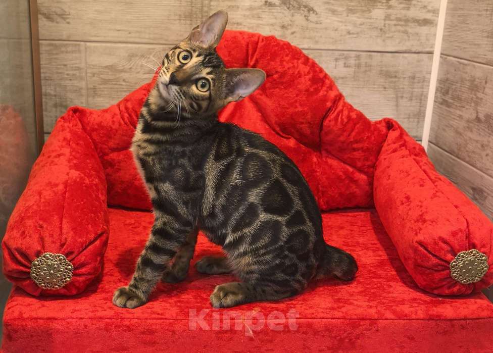 Кошки в Москве: Бенгальский котёнок Мальчик, 70 000 руб. - фото 2