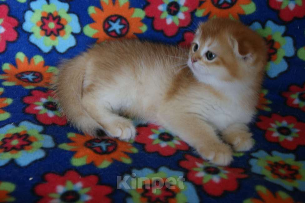 Кошки в Москве: Золотая вислоухая девочка Девочка, 35 000 руб. - фото 2