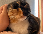 Кошки в Красноярске: Кошка в добрые руки Девочка, Бесплатно - фото 4