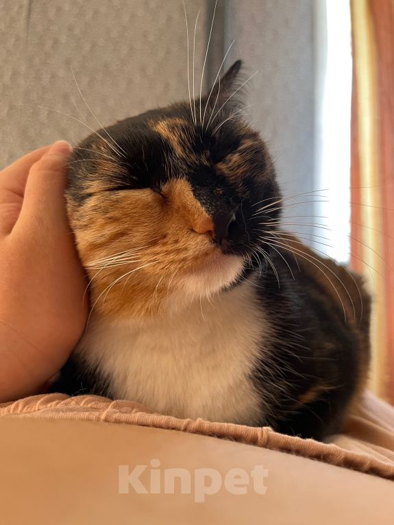Кошки в Красноярске: Кошка в добрые руки Девочка, Бесплатно - фото 4