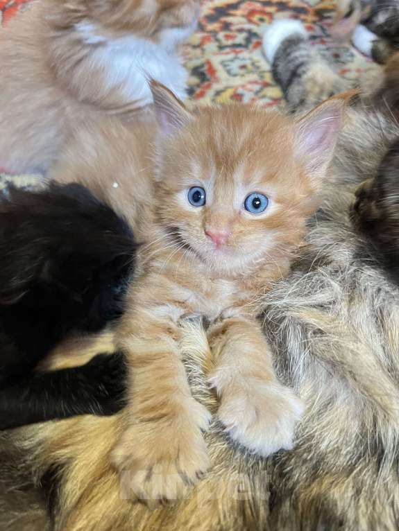 Кошки в Самаре: Мейн-кун Девочка, 15 000 руб. - фото 2