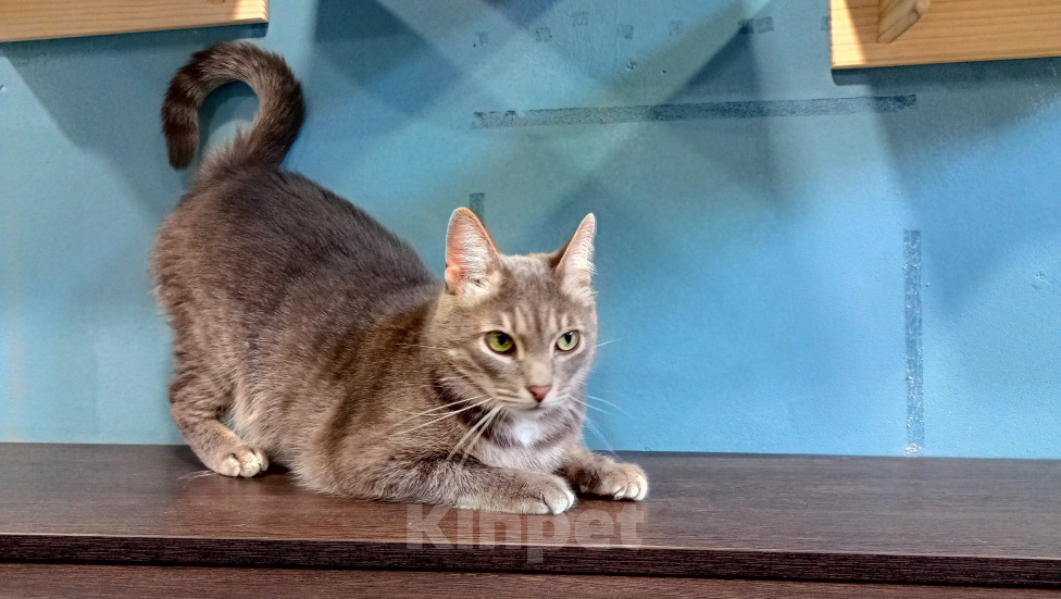 Кошки в Королеве: кот Дымок в поисках дома Мальчик, Бесплатно - фото 7