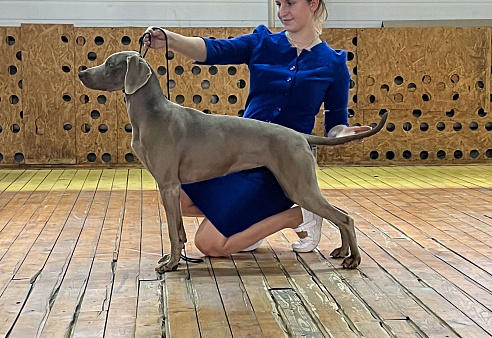 Перспективная сука веймаранера 2,5 года