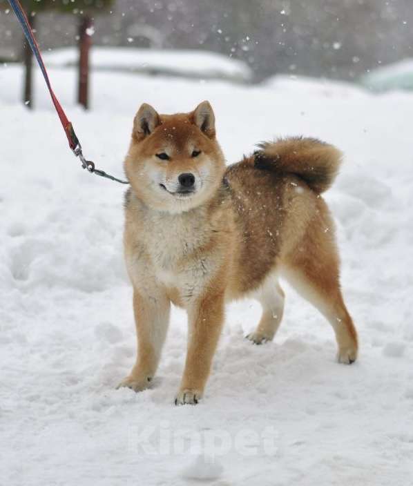 Собаки в Задонске: Девочка Сиба Девочка, 40 000 руб. - фото 3