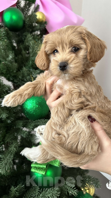 Собаки в других городах Краснодарского края: Мальтипу f1 мини девочка  Девочка, 100 000 руб. - фото 6