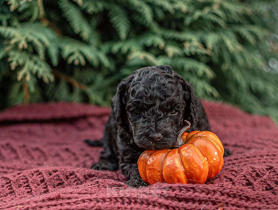Собаки в Брянске: Мальчик той пуделя Мальчик, 40 000 руб. - фото 4