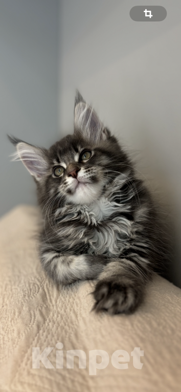 Кошки в Москве: Котик мейн-кун из питомника Status Joy Мальчик, Бесплатно - фото 5