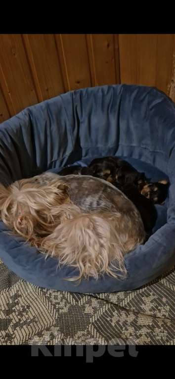 Собаки в Владикавказе: Йорк Мальчик, 30 000 руб. - фото 3