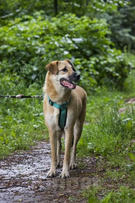 Собаки в Москве: Бара ищет любящую семью. Девочка, Бесплатно - фото 9