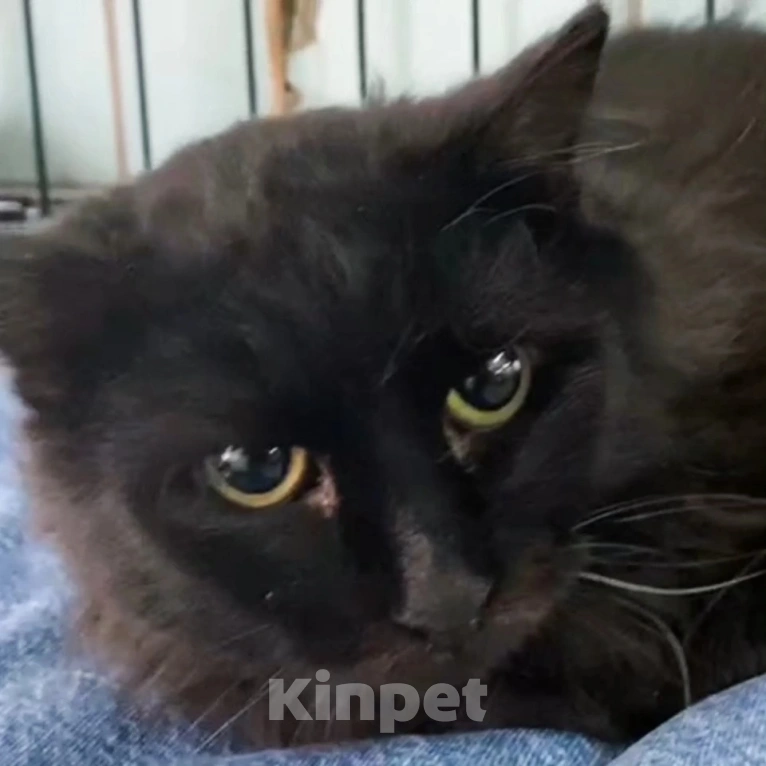 Кошки в Москве: Пушистый черный котик грустит в клетке Мальчик, Бесплатно - фото 2