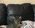 Кошки в Ростове-на-Дону: Котята. Мальчик и девочка. Мальчик, Бесплатно - фото 7