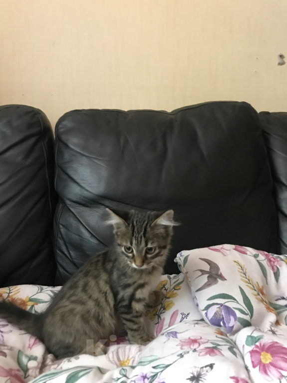 Кошки в Ростове-на-Дону: Котята. Мальчик и девочка. Мальчик, Бесплатно - фото 7