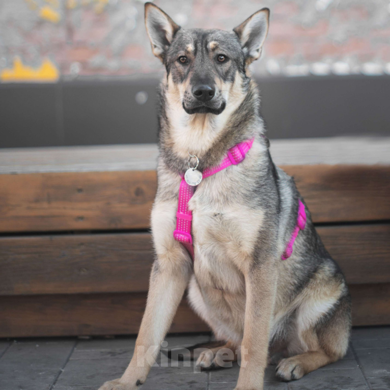 Собаки в Москве: Бинго Мальчик, Бесплатно - фото 2