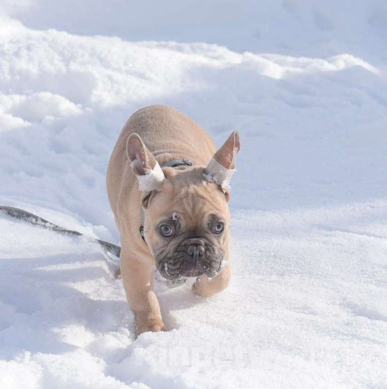 Собаки в Москве: Мальчишка палевоголубой Мальчик, 40 000 руб. - фото 2