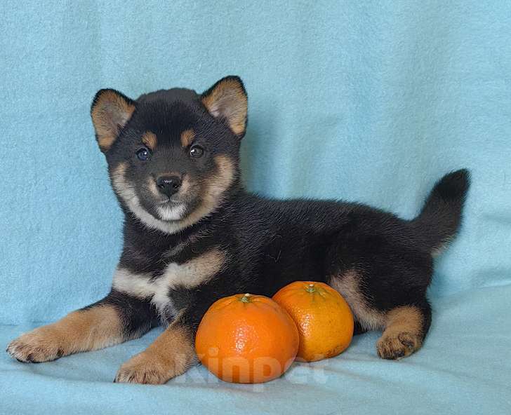 Собаки в Москве: Сиба ину. Щенки разных окрасов. Мальчик, 50 000 руб. - фото 3