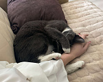Кошки в других городах Ленинградской области: Кошечка Мао Девочка, Бесплатно - фото 2