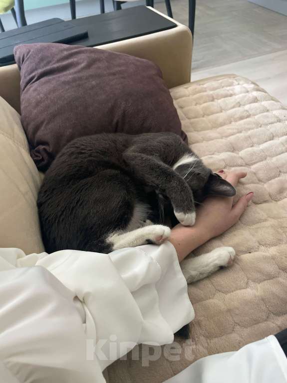 Кошки в других городах Ленинградской области: Кошечка Мао Девочка, Бесплатно - фото 2