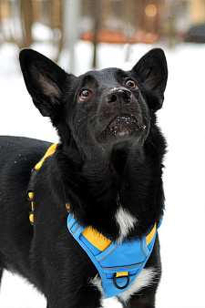 Собака среднего размера Хаммер в добрые руки