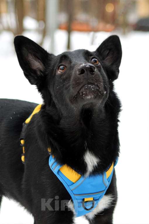 Собаки в Санкт-Петербурге: Собака среднего размера Хаммер в добрые руки Мальчик, Бесплатно - фото 1